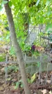 Захоронение ID 1301377