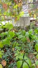 Захоронение ID 1301496
