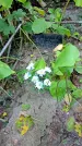 Захоронение ID 1301664