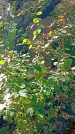 Захоронение ID 1303011