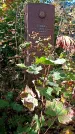 Захоронение ID 1303014