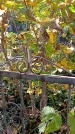 Захоронение ID 1303034