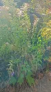 Захоронение ID 1303174