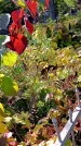 Захоронение ID 1303247