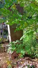 Захоронение ID 1303364
