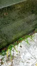 Захоронение ID 1303387