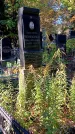 Захоронение ID 1303407