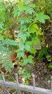 Захоронение ID 1303477