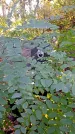 Захоронение ID 1303911