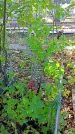 Захоронение ID 1303932