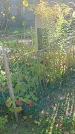 Захоронение ID 1304036