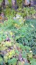 Захоронение ID 1304183