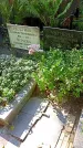 Захоронение ID 1305544