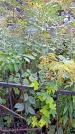 Захоронение ID 1305895
