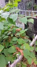 Захоронение ID 1306038